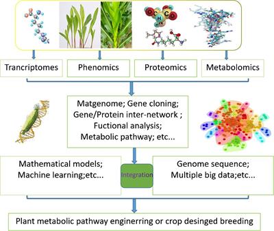 Development and applications of metabolic models in plant multi-omics research